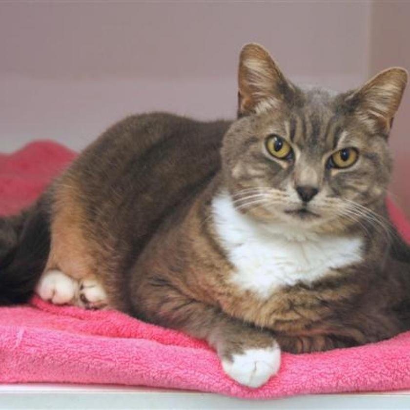 Clover | Animal Control Services